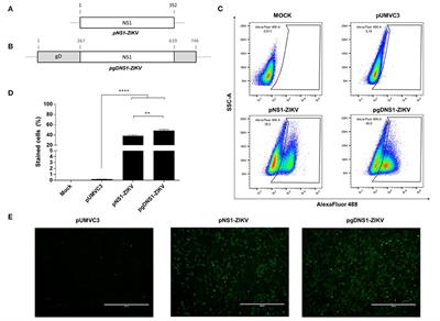 Enhanced Immune Responses and Protective Immunity to Zika Virus Induced by a DNA Vaccine Encoding a Chimeric NS1 Fused With Type 1 Herpes Virus gD Protein